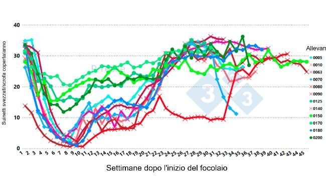 Figura 2. Cambiamenti nei suinetti svezzati/ scrofa coperta/anno nel tempo dopo il focolaio di PRRSv (variante 1-4-4 L1C in 12 diversi allevamenti, che mostra che il calo della produttività impiega fino a 30 settimane per riprendersi).