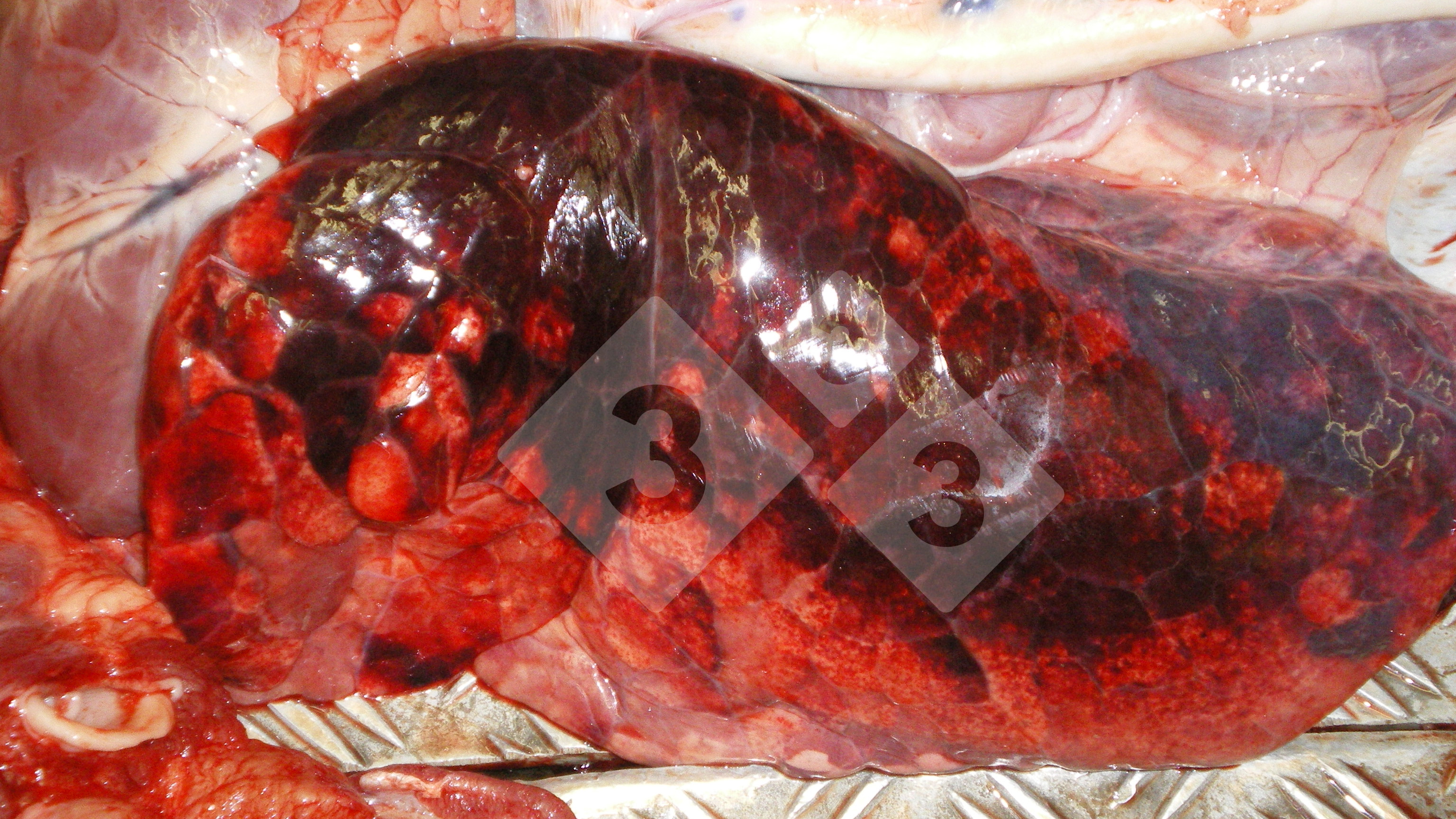 识图解病 每周,我们都会提供一些图片,请您猜一猜图片中患病动物或