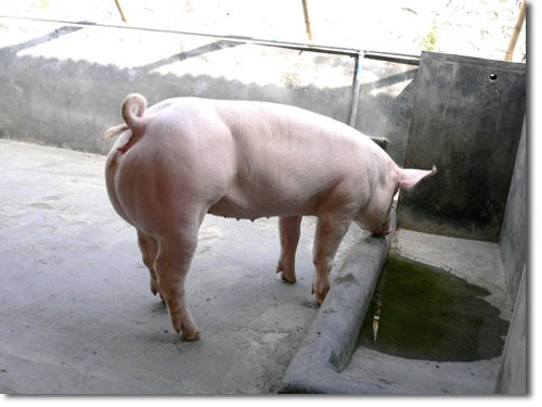 新丹系大约克母猪