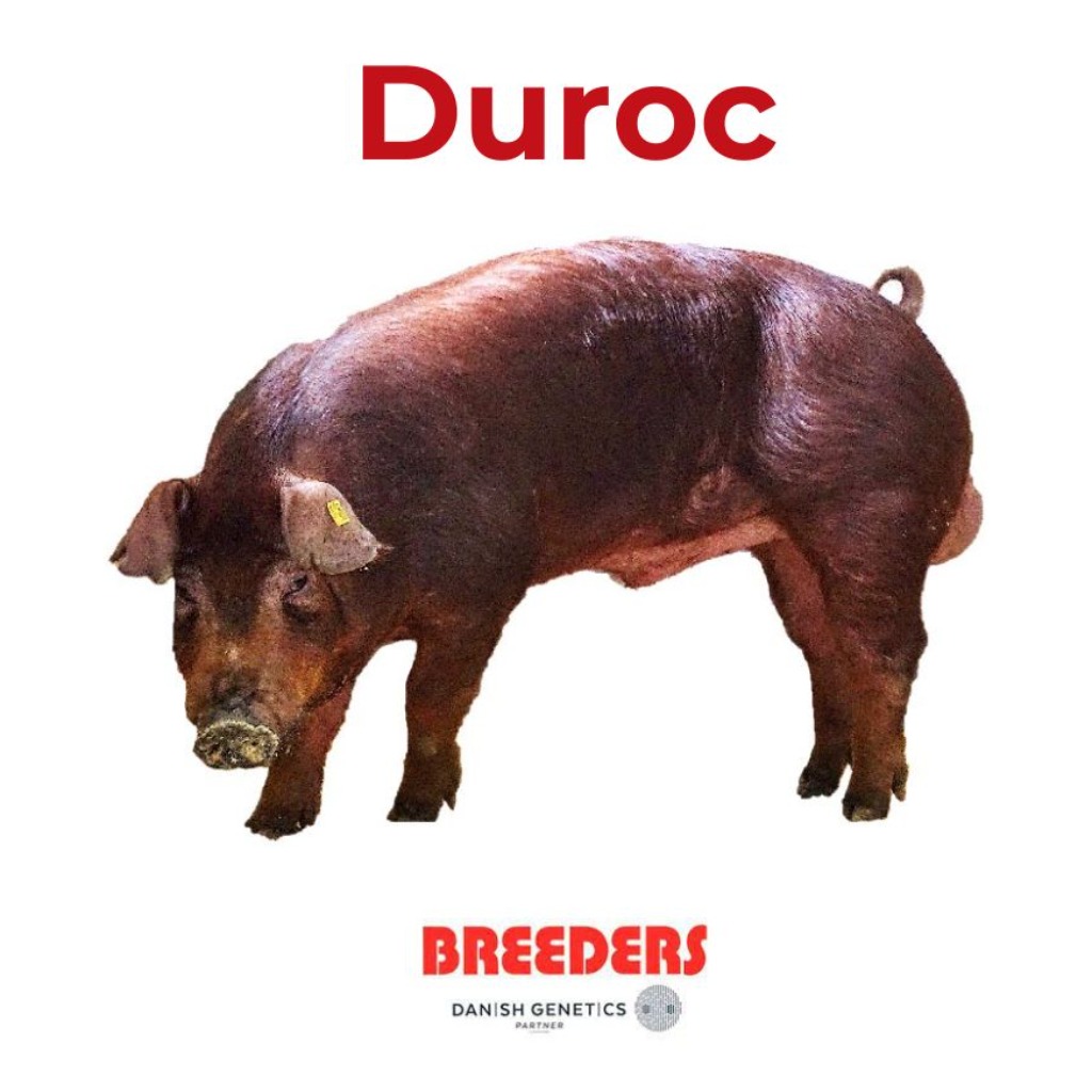 Danish duroc