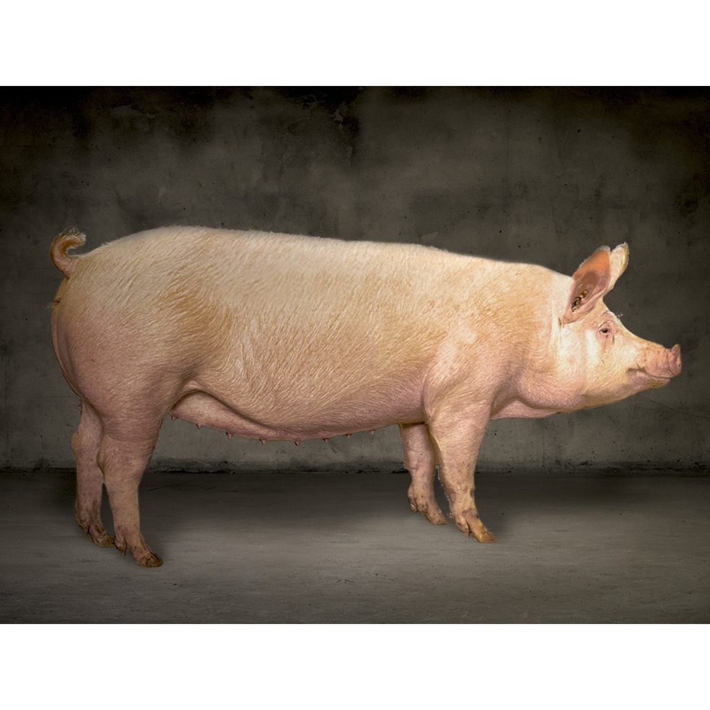 Scrofa TN70 Italia Registro Topigs Norsvin Italia