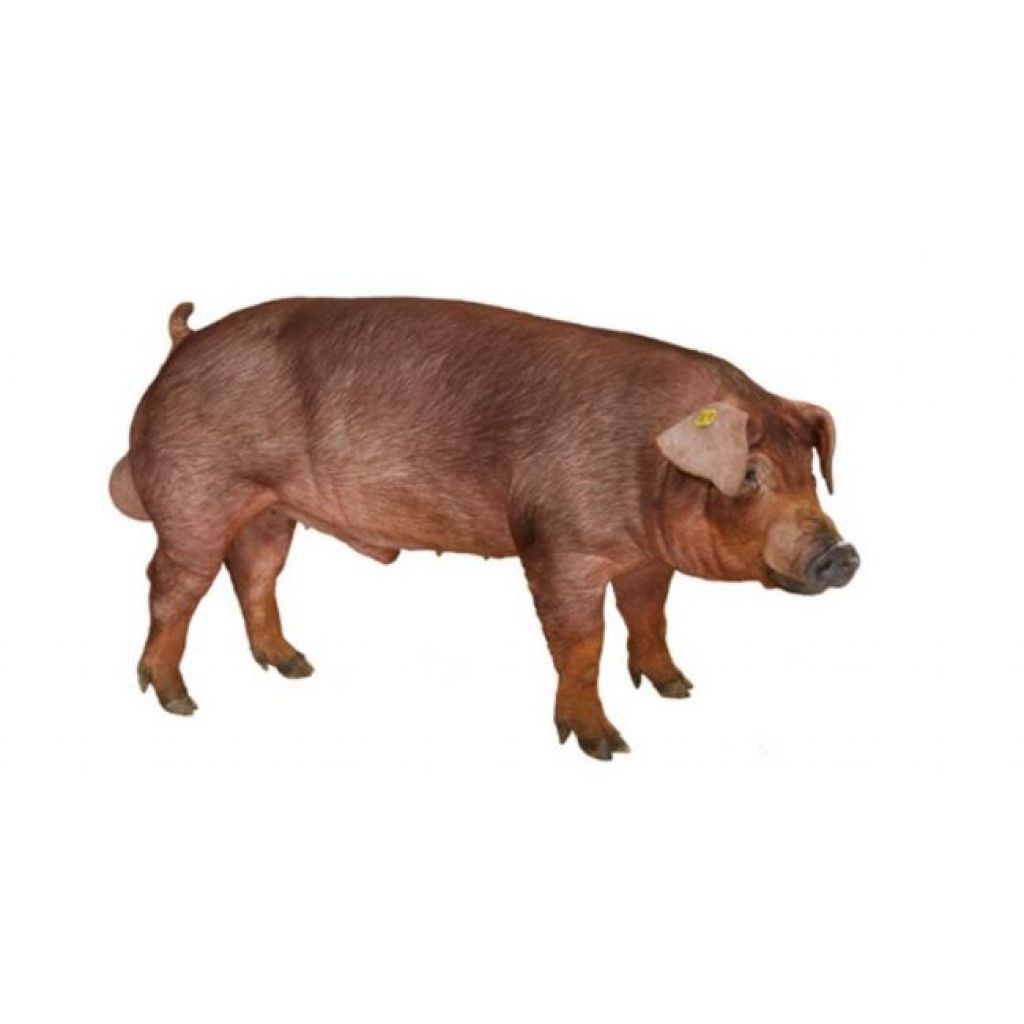 L600 Duroc