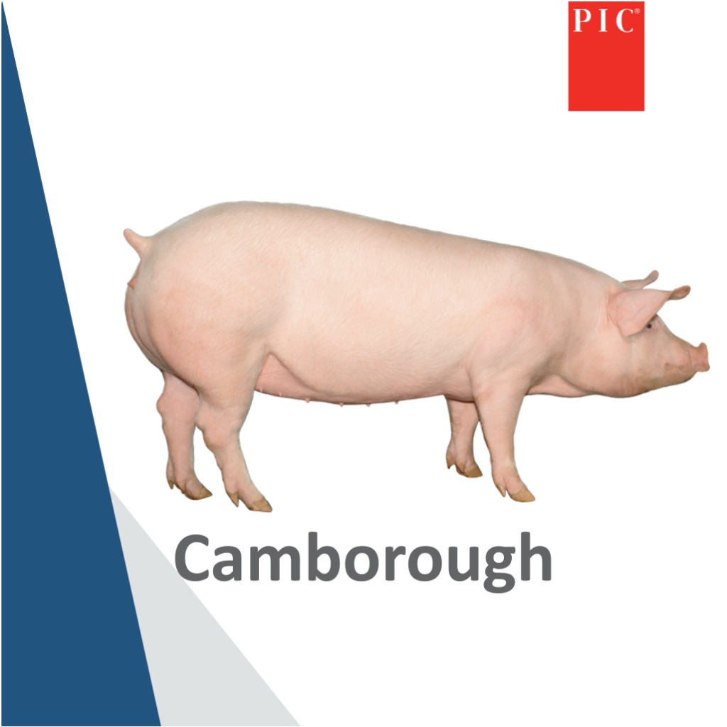 Camborough F1