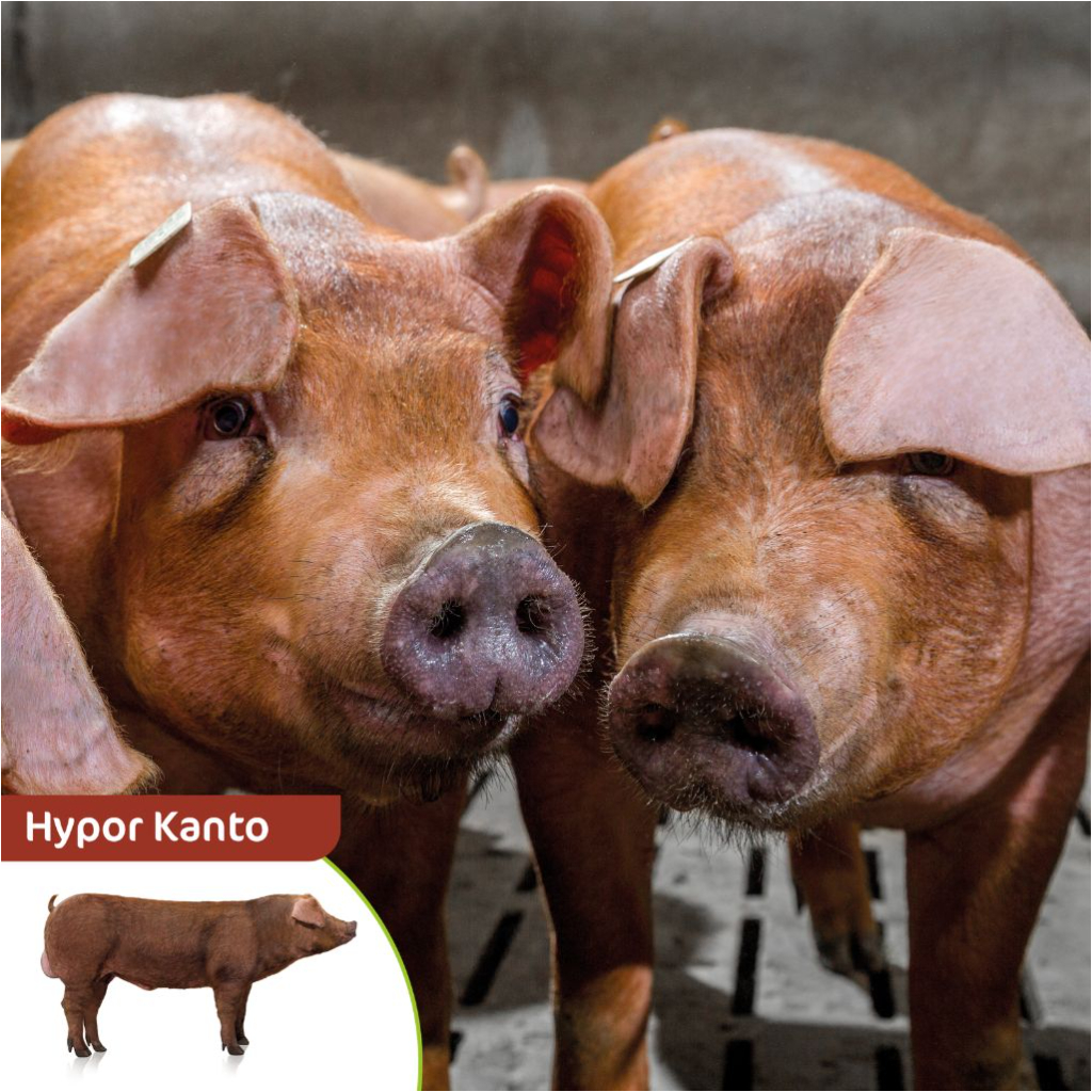Hypor Kanto