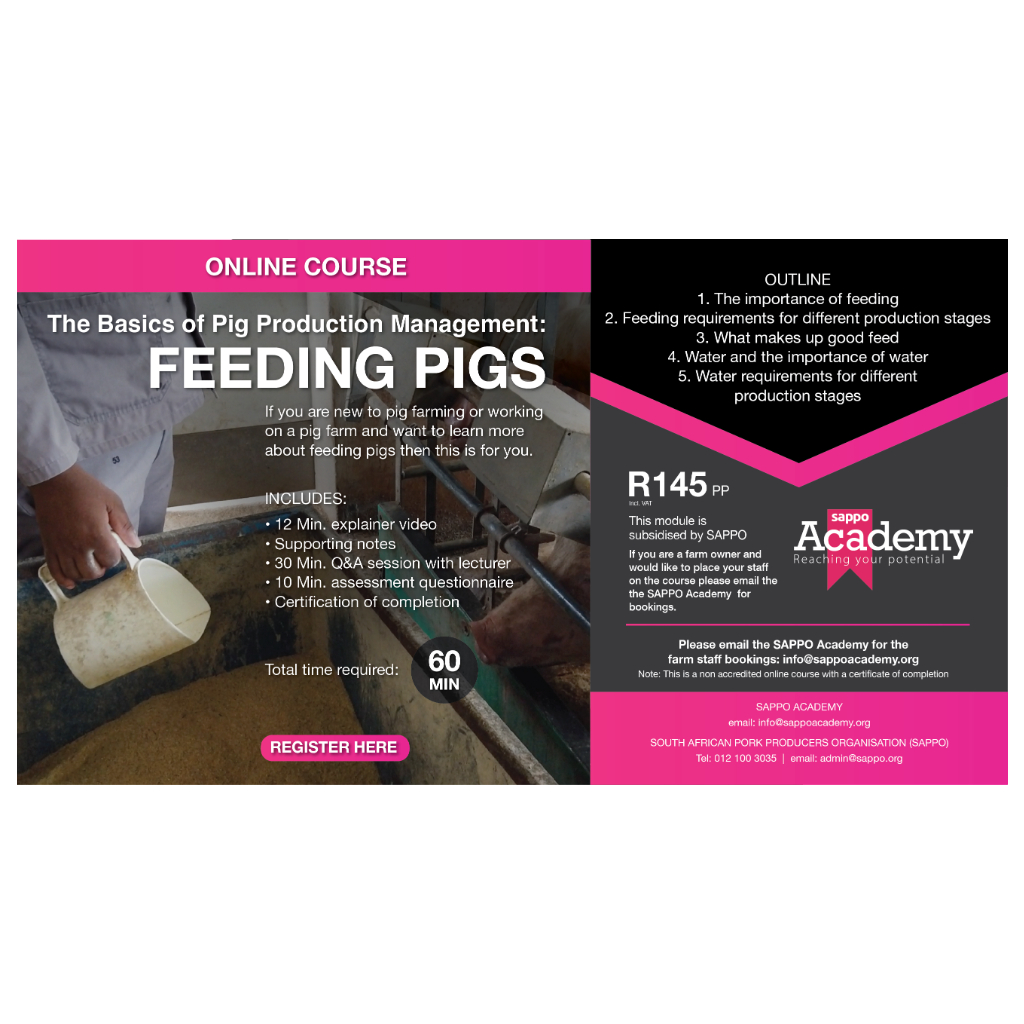 Feeding Pigs