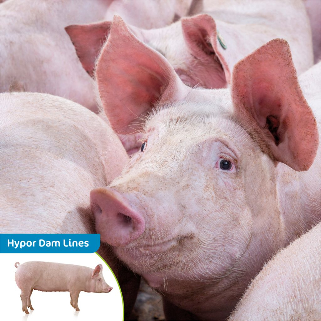 Hypor Dam Lines