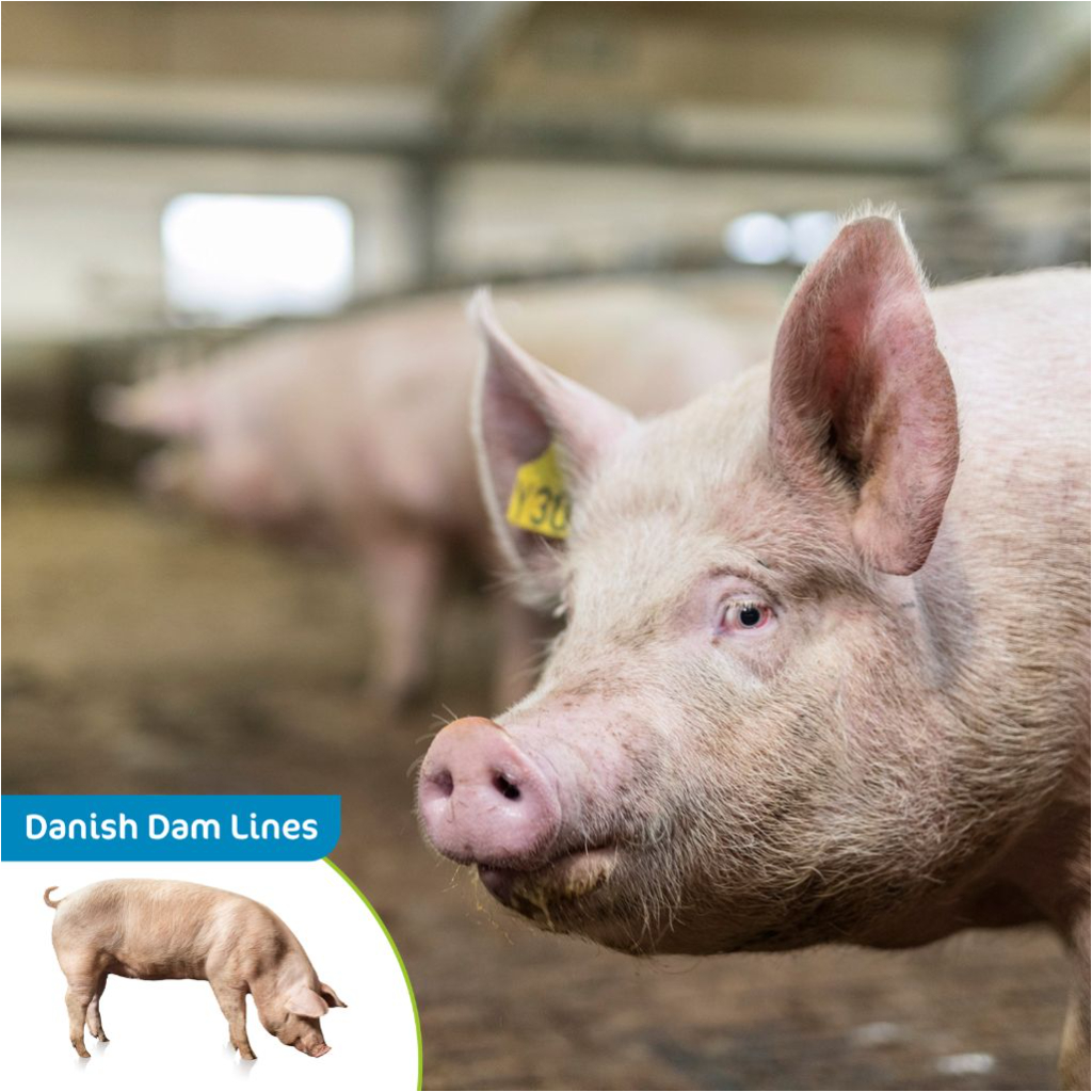 Danish DAM Lines