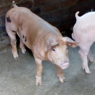 Darwin Aguirre Requejo