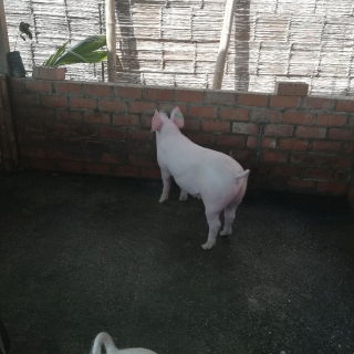 ALEJANDRO  ALEMAN GARCIA