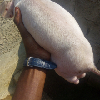 Fernando Rodrigues Bernardo