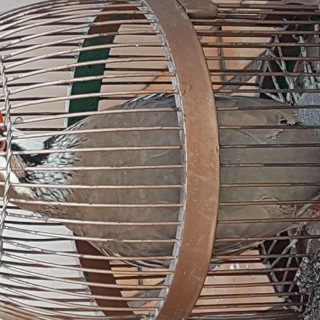 Matias Garrido lopez