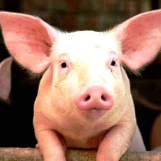 alfred zacarias papuico